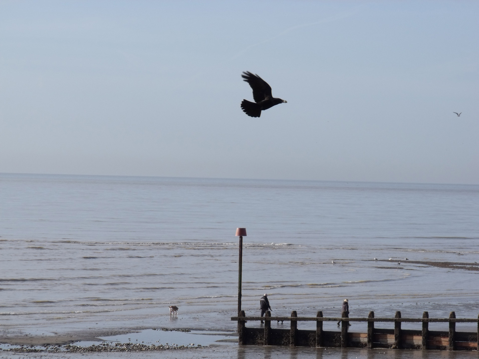 single crow crow flying free photo