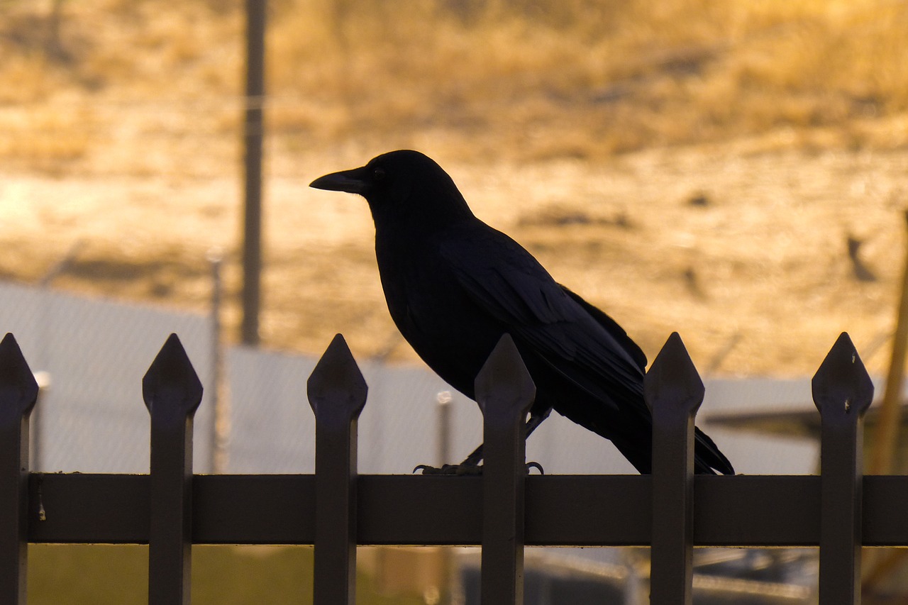 crow in silhouette halloween bird free photo