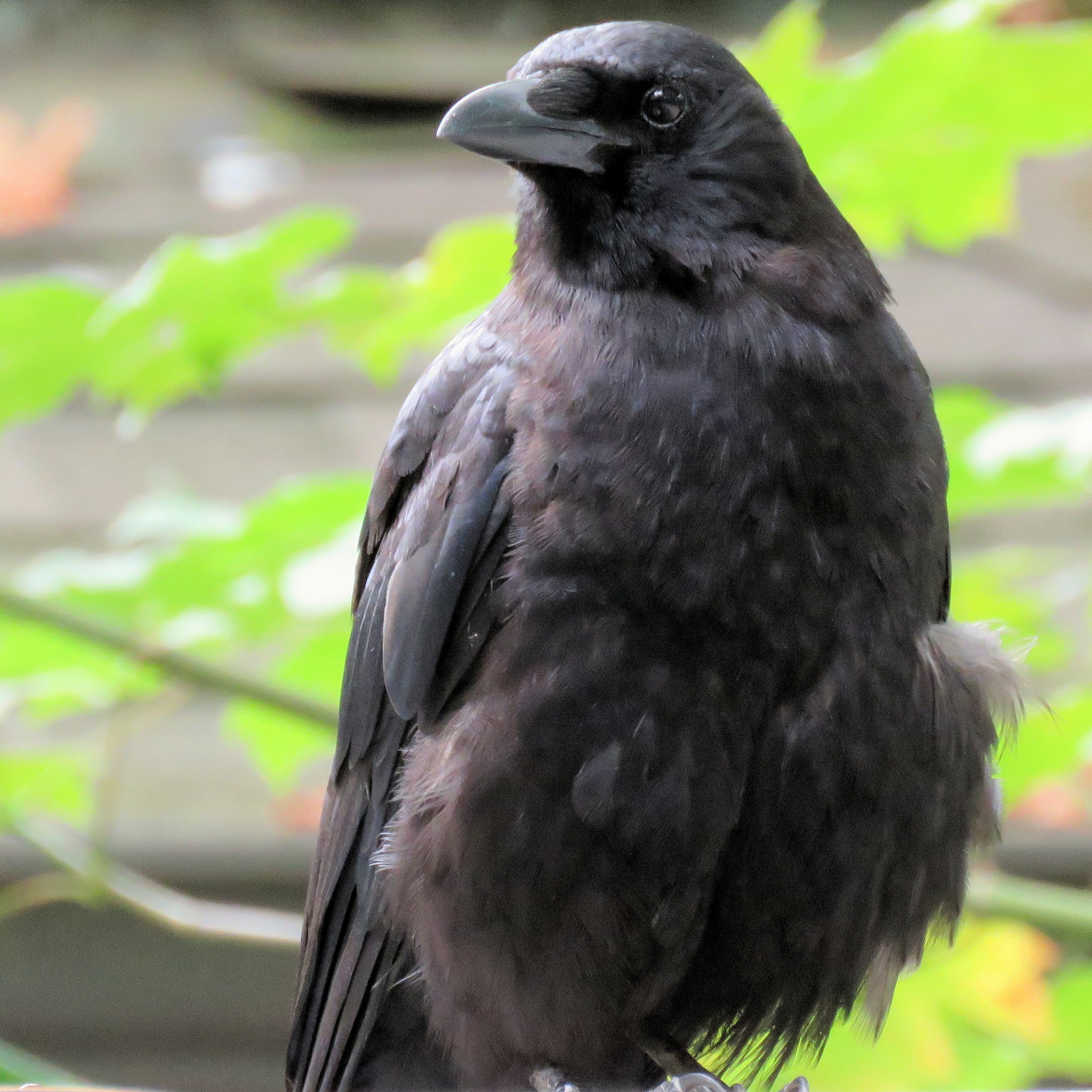 crow raven bird free photo