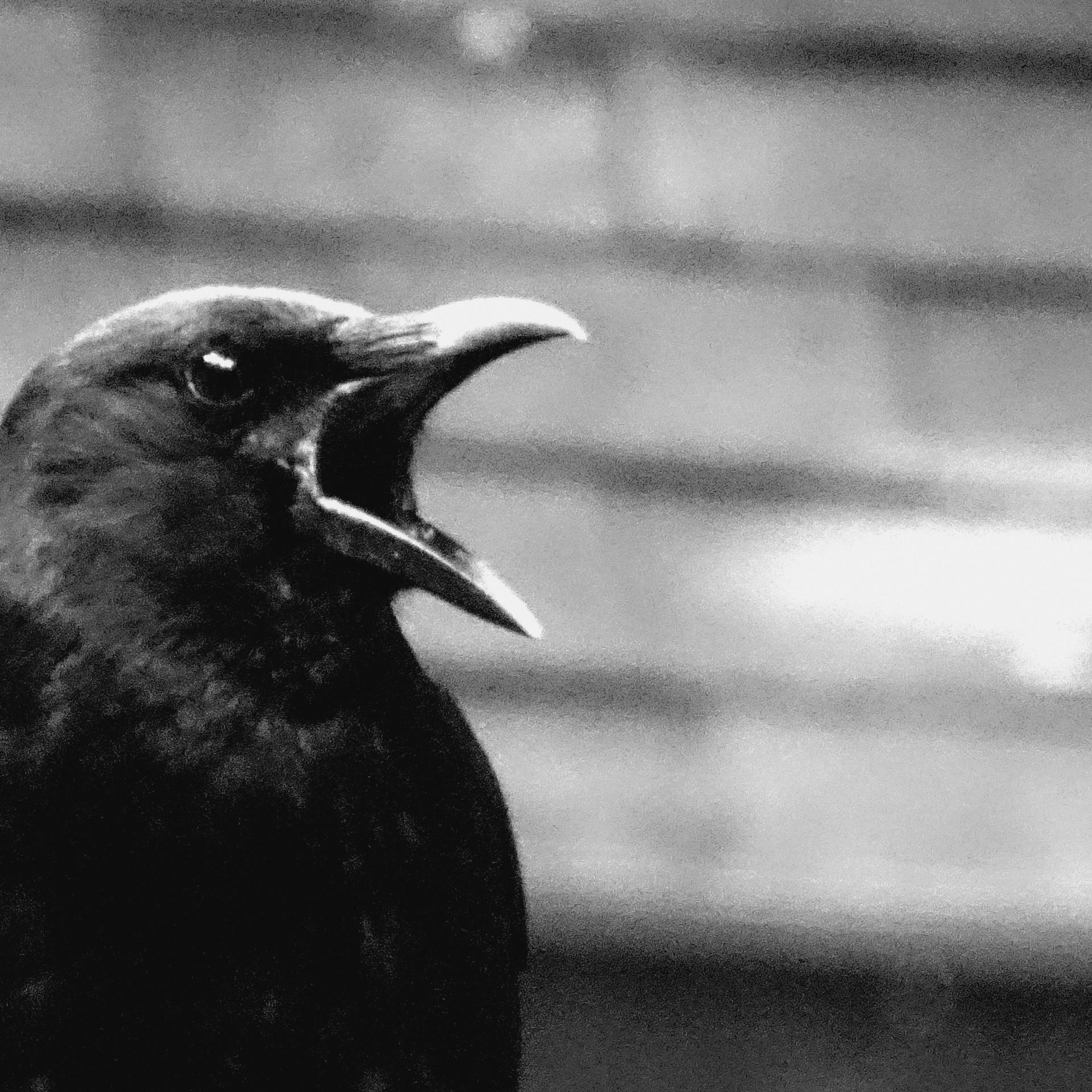 crow fence close-up free photo