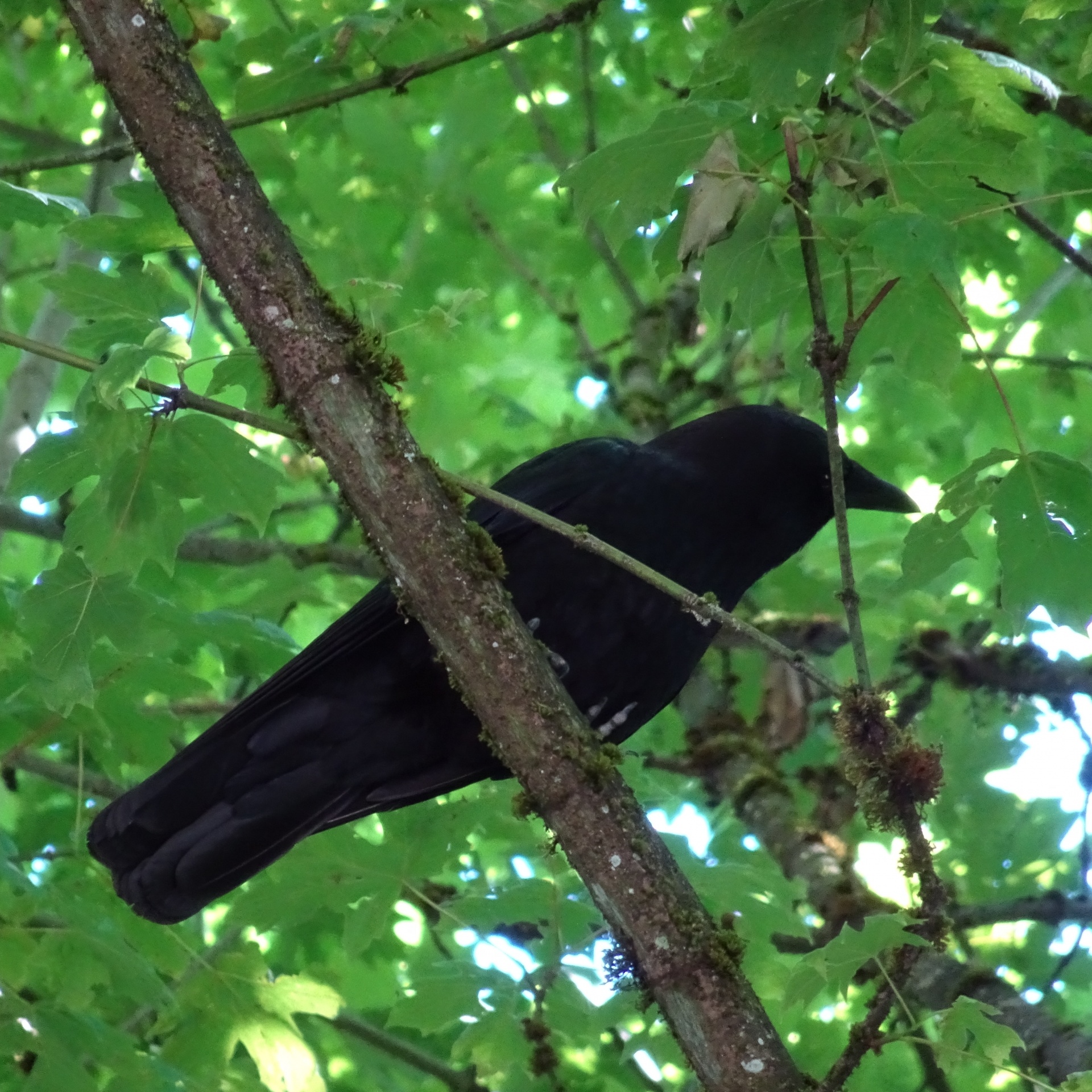 crow closeup tree free photo