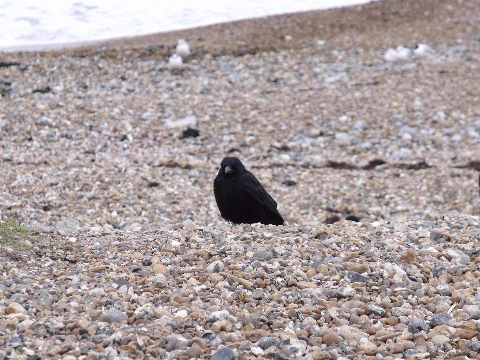 black crow crow beach birds free photo