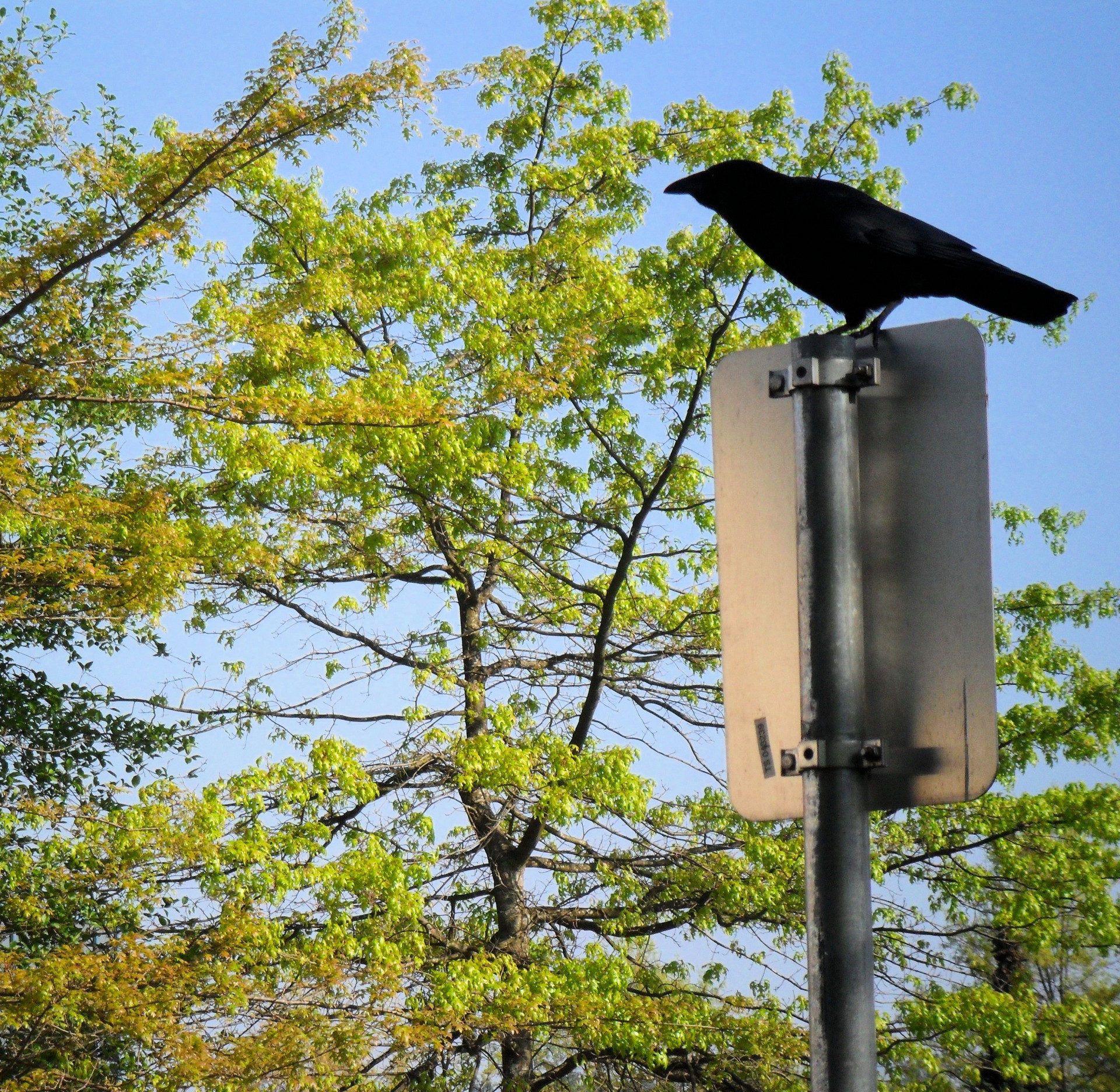 halloween crow blackbird free photo