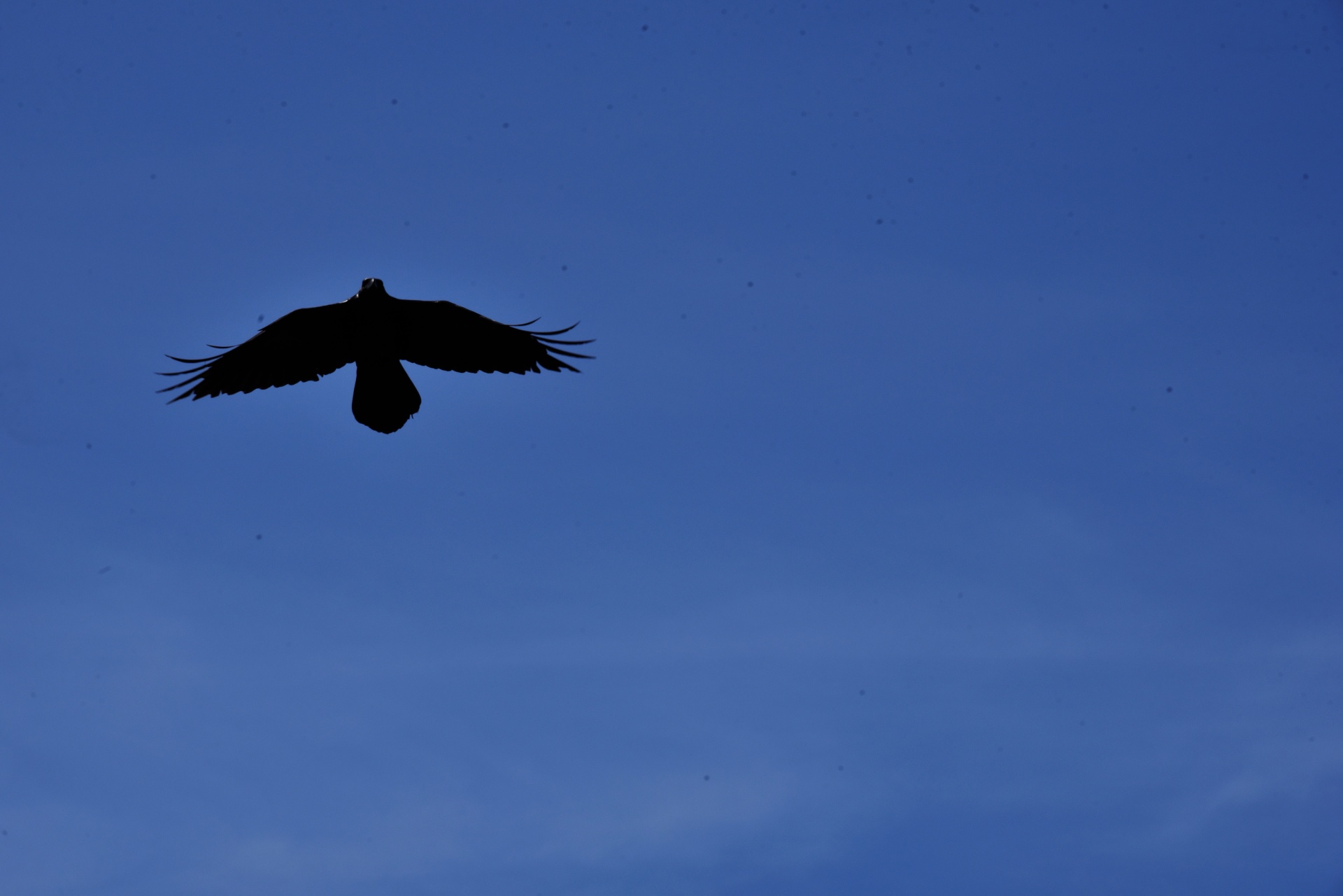 black crow flight flying free photo