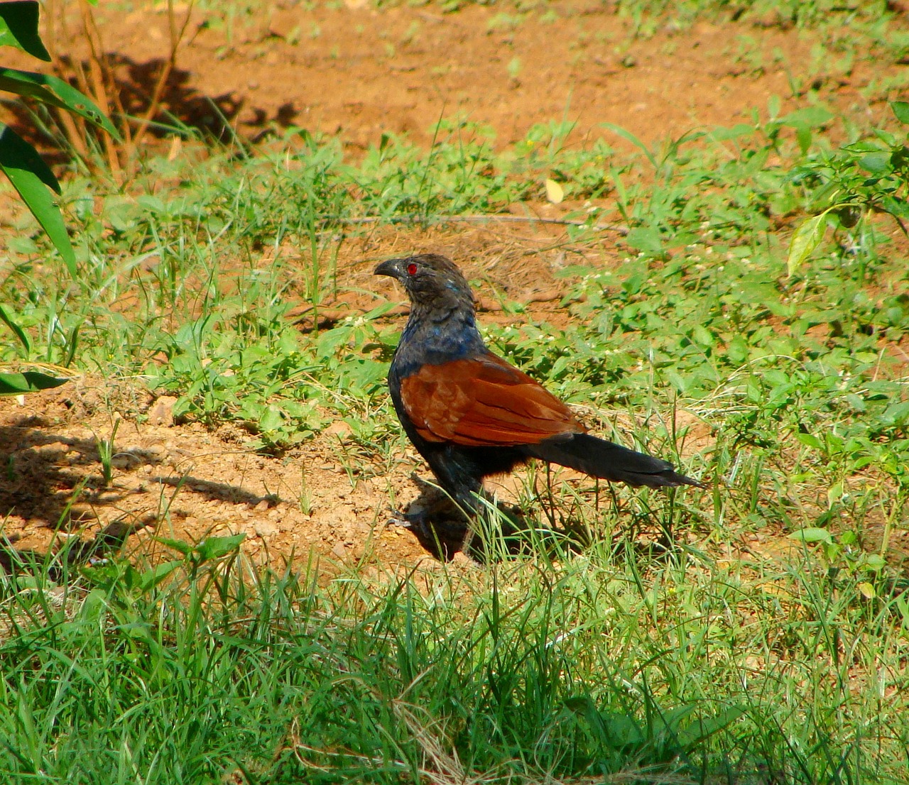 crow pheasant greater coucal bird free photo
