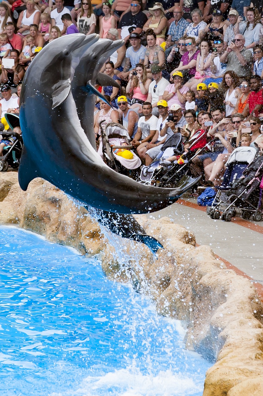 crowd dolphins dressage free photo