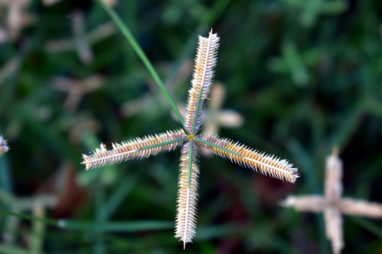 crowfoot grass finger comb grass egyptian grass free photo