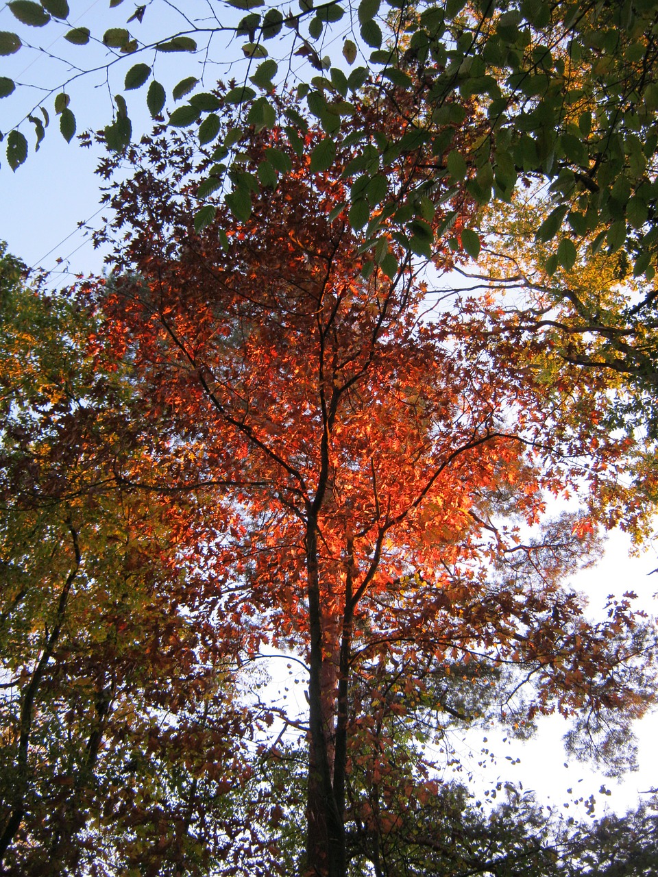 crown evening sun leaves free photo