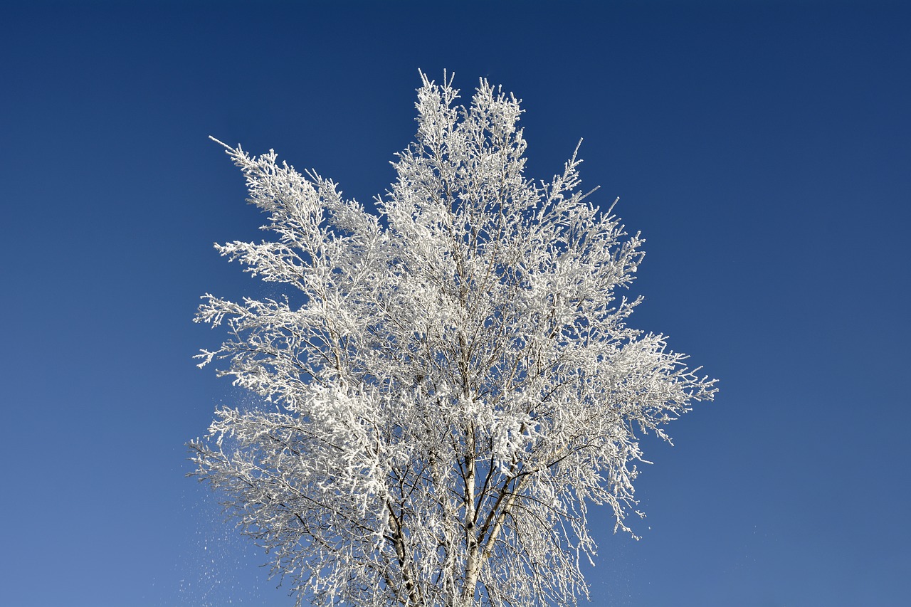 crown tree winter free photo