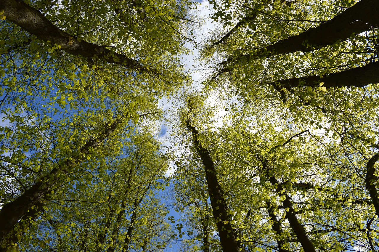 crown trees forest free photo