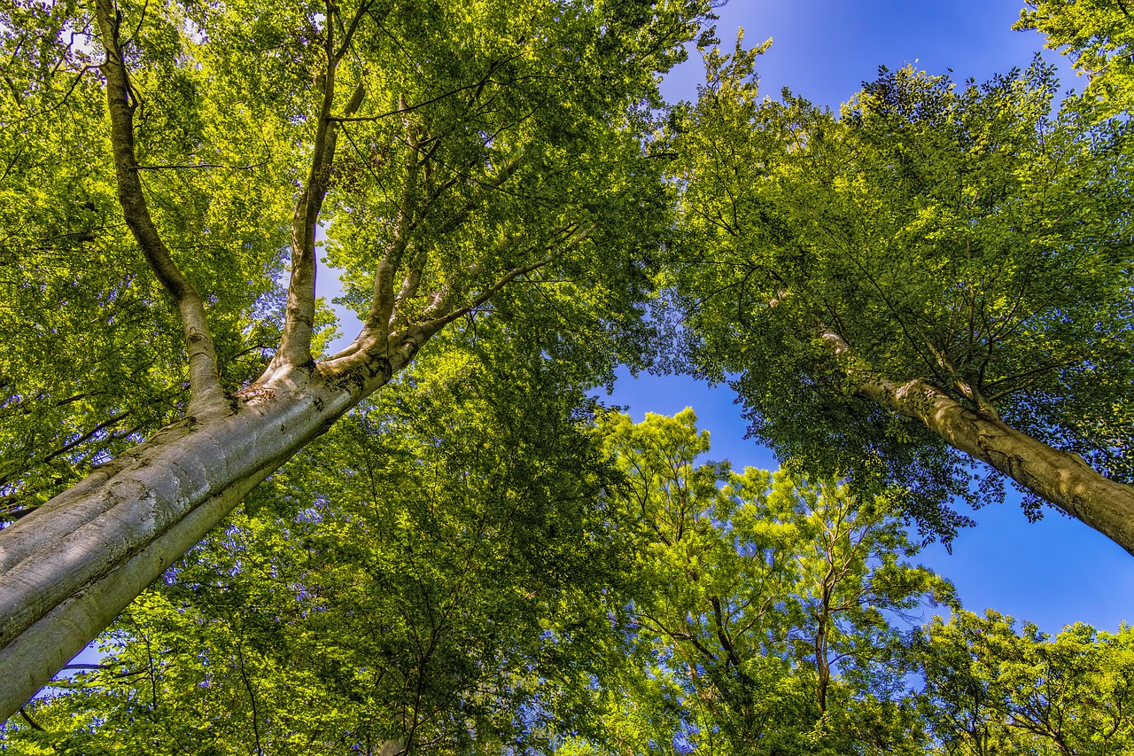 crown trees forest free photo