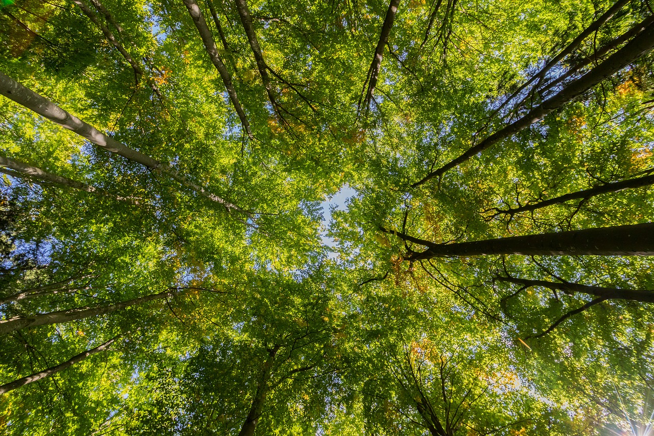 crown leaves canopy free photo