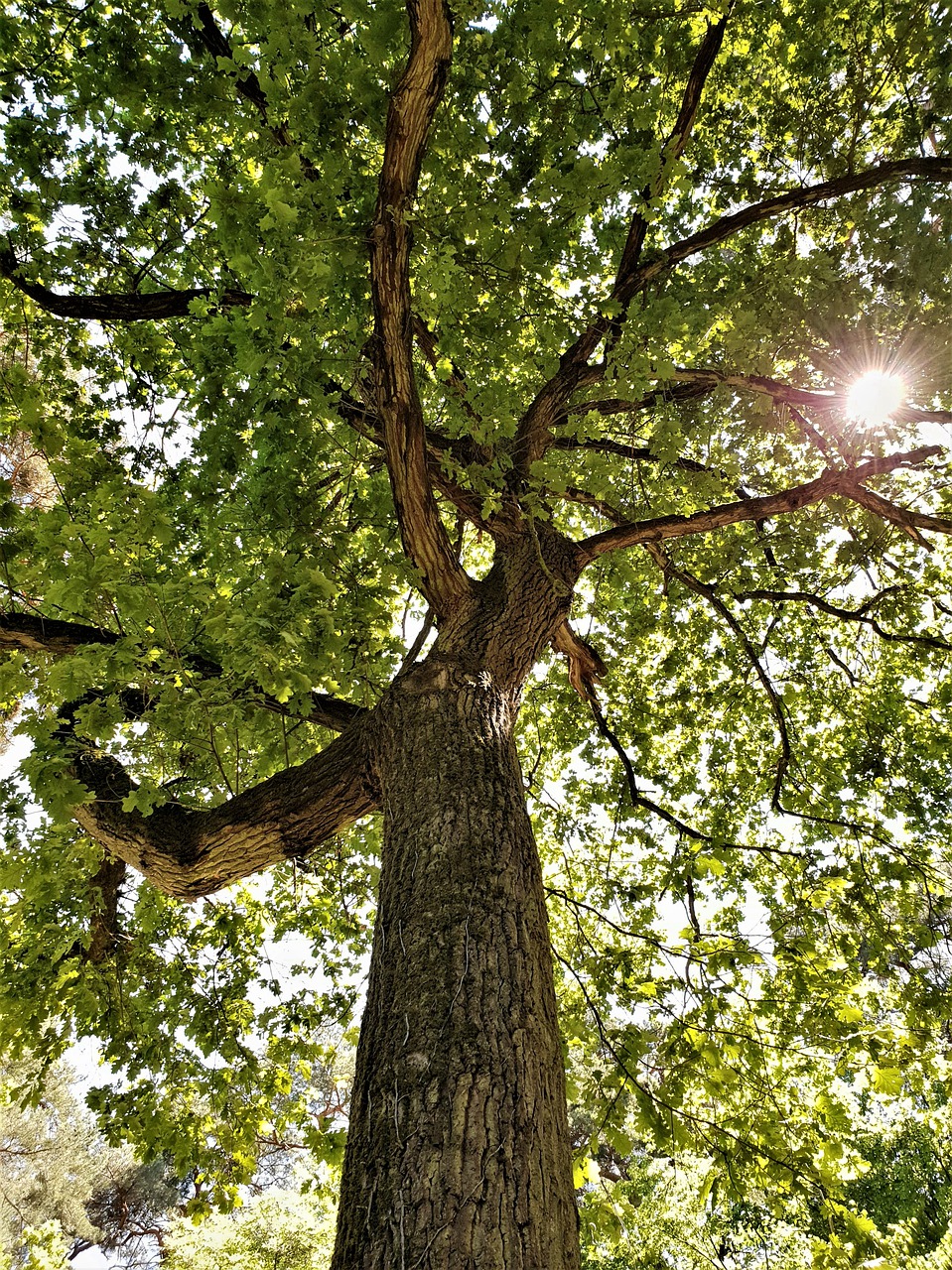 crown  canopy  low angle shot free photo