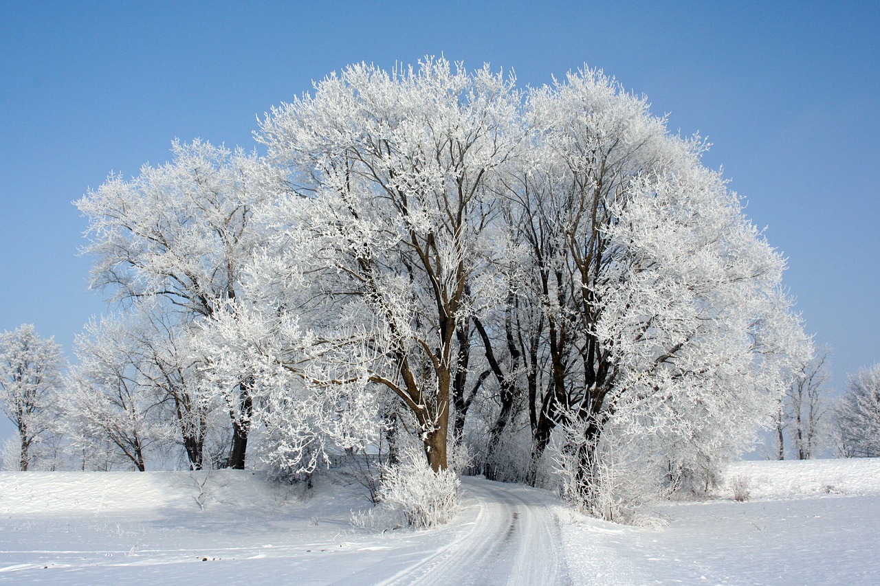 crown frost trees free photo