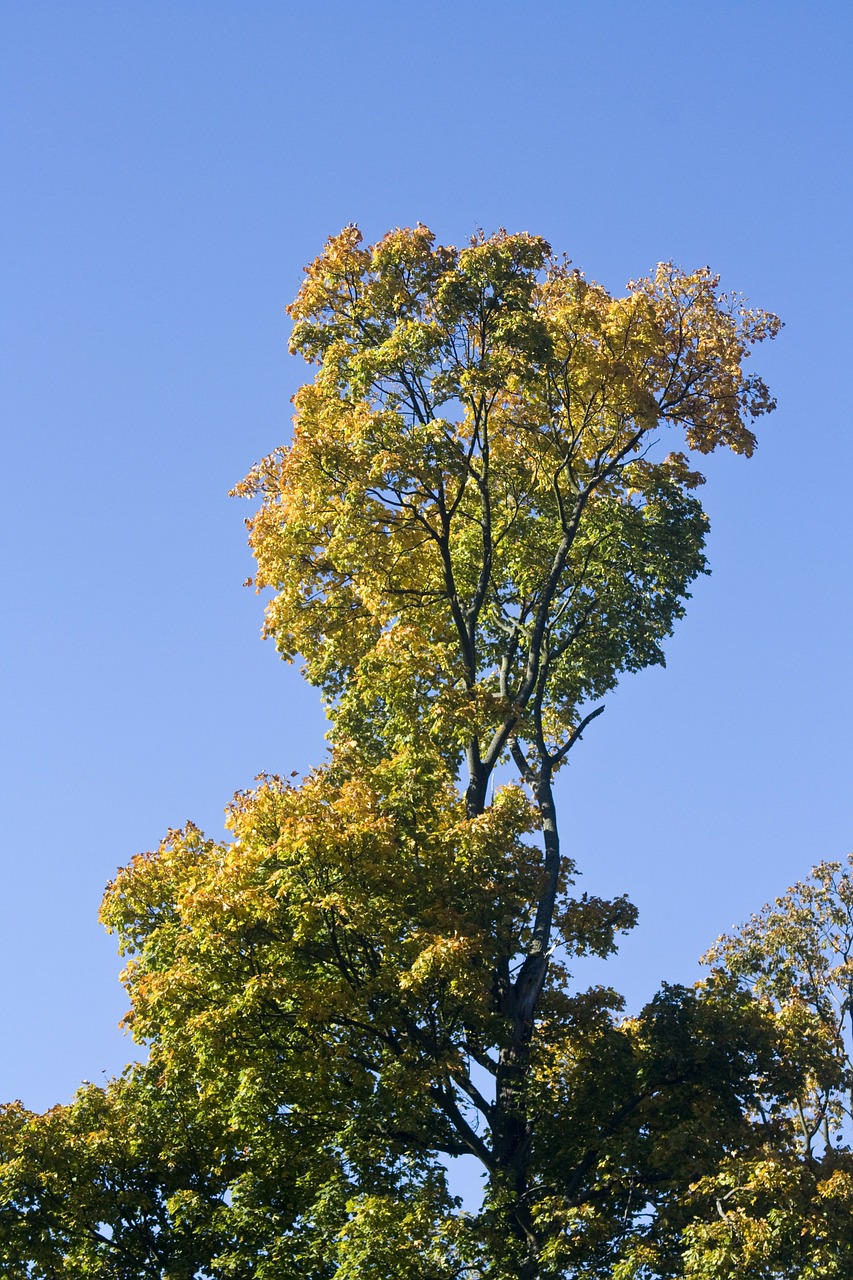 crown golden yellow free photo