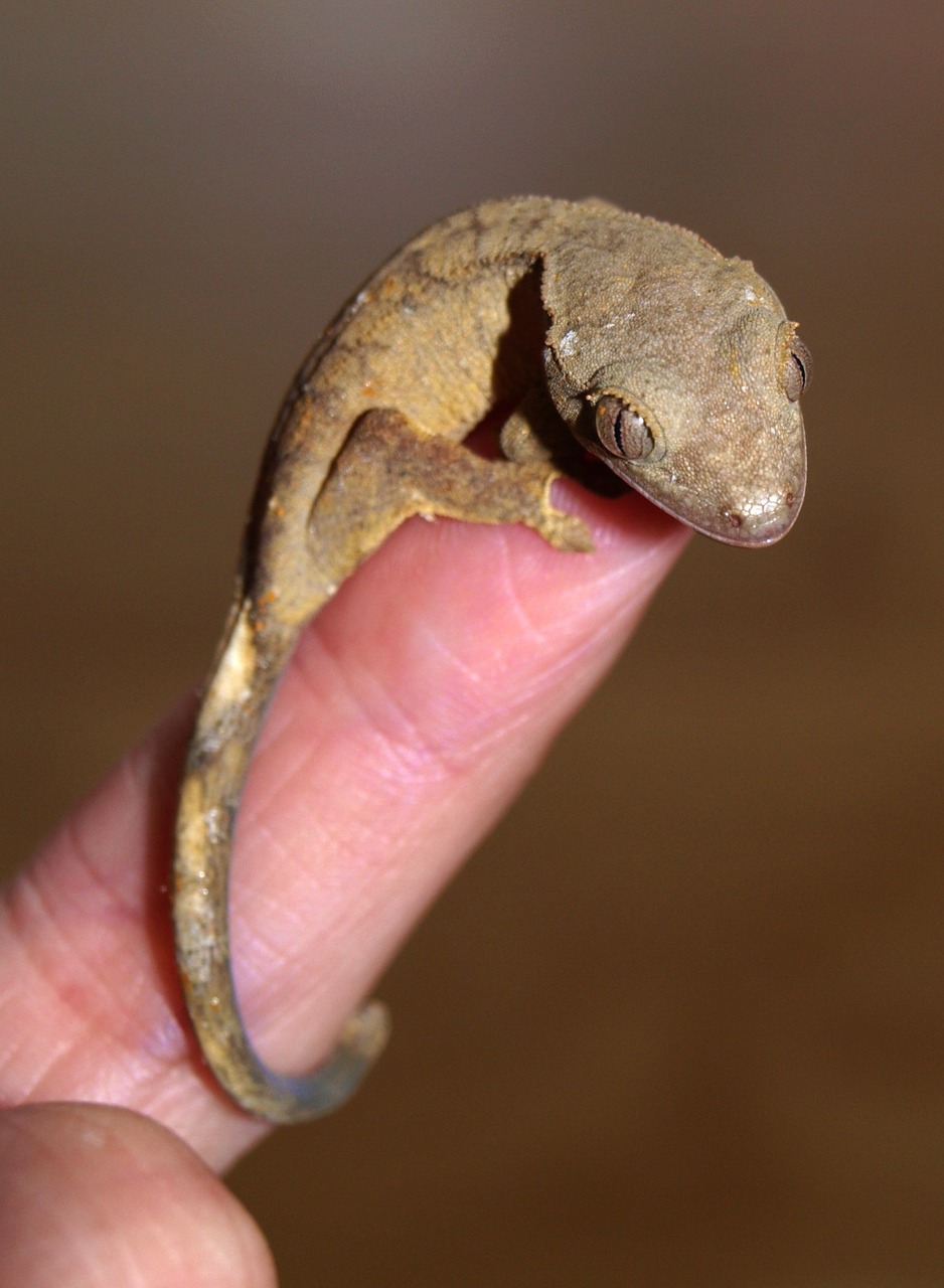 crown gecko reptile gecko free photo