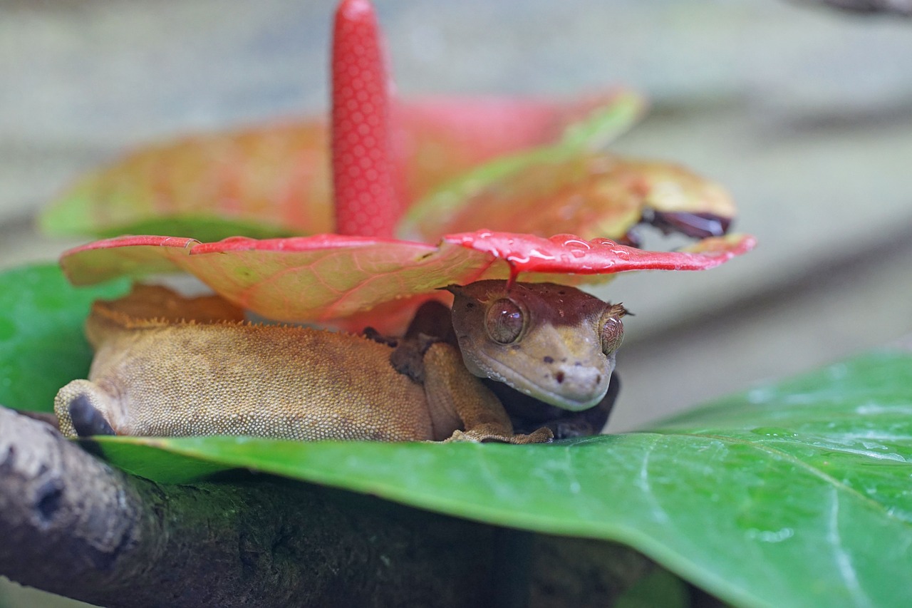 crown gecko gecko diurnal free photo