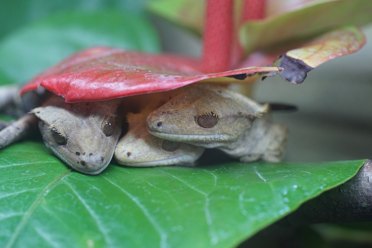 crown gecko reptile diurnal free photo