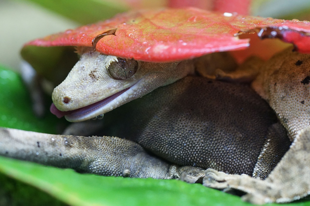 crown gecko lizard gecko free photo