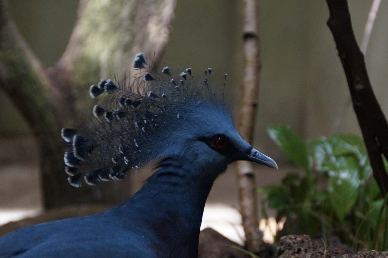 crown pigeon dove portrait free photo