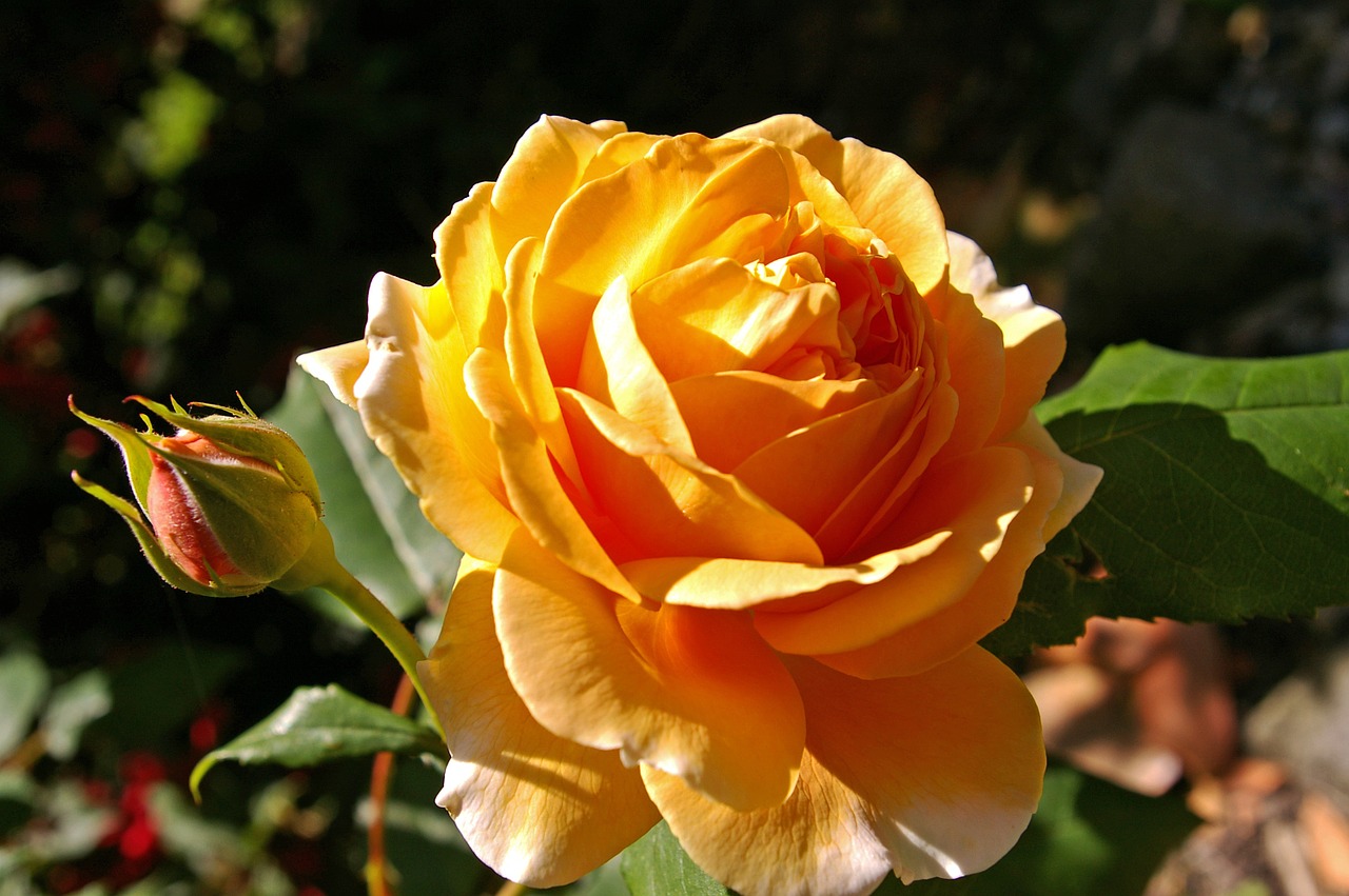 crown princess margaret rose scented rose free photo