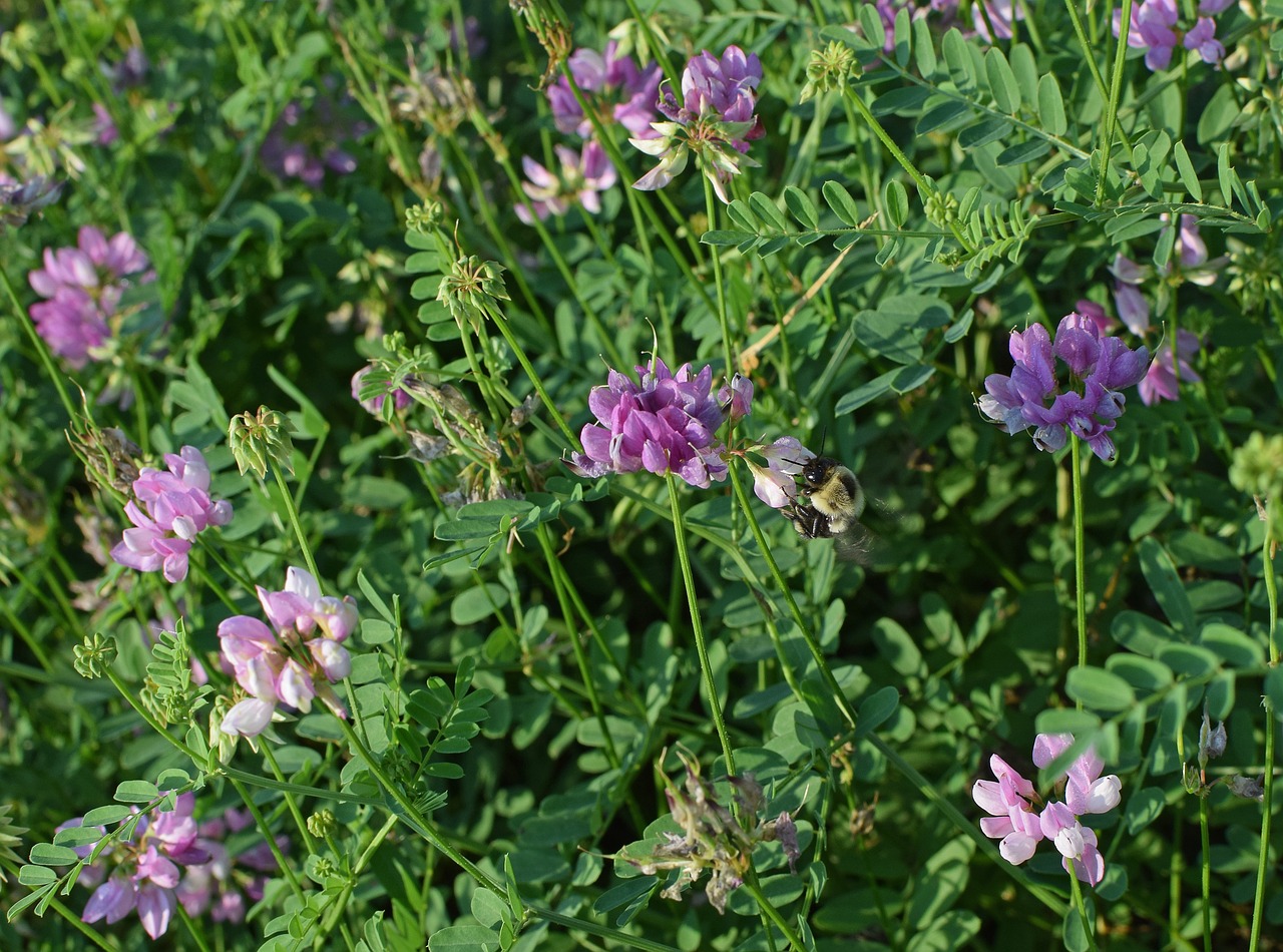 crown vetch with bee flower blossom free photo