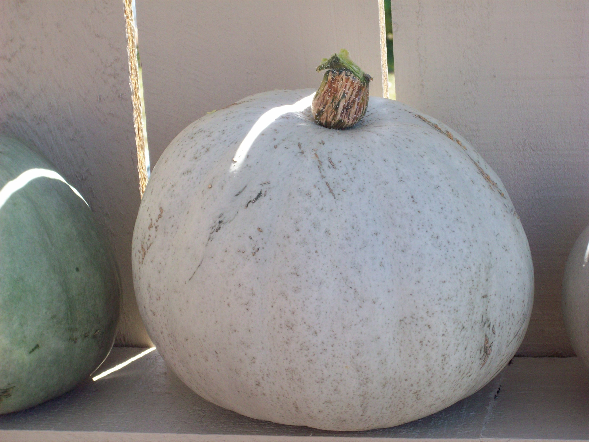 vegetables pumpkin crown pumpkin free photo