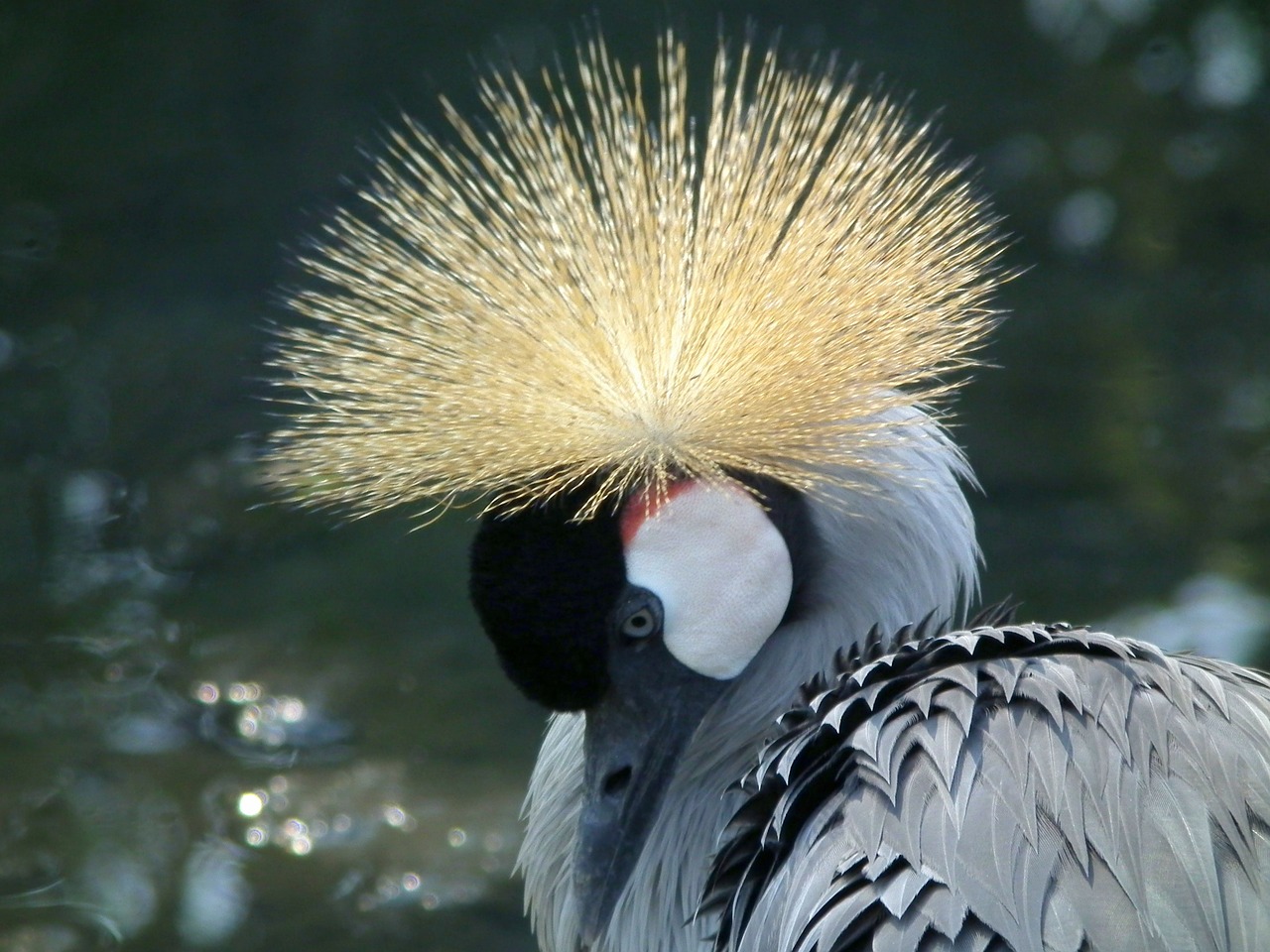 crowned crane east african crowned crane free photo