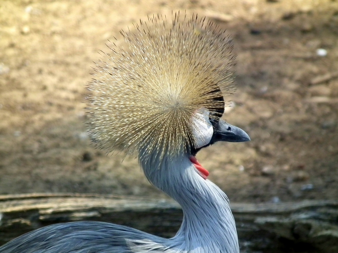crowned crane east african crowned crane free photo