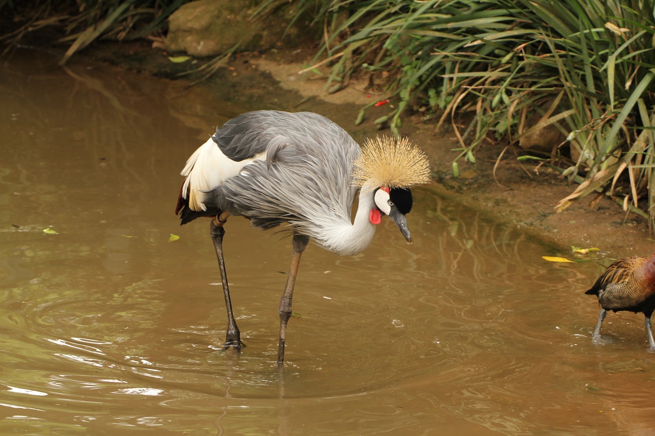 crowned crane crown crest free photo