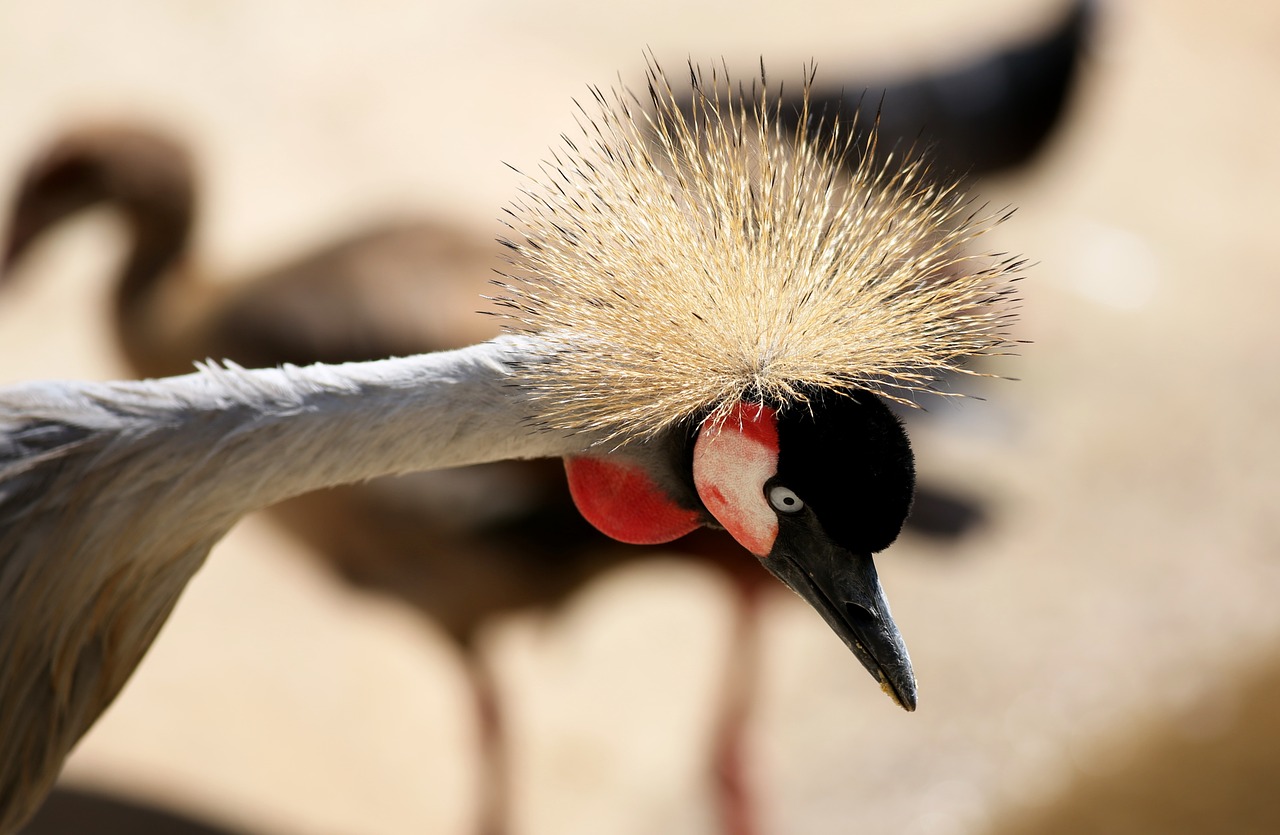 crowned crane crown crest free photo