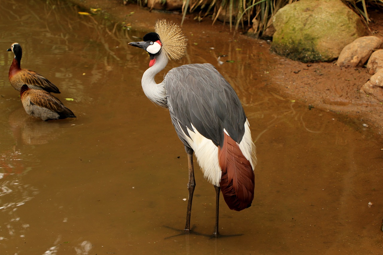 crowned crane crown crest free photo