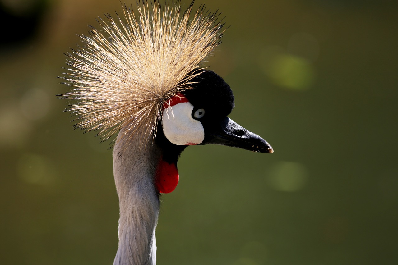 crowned crane crown crest free photo