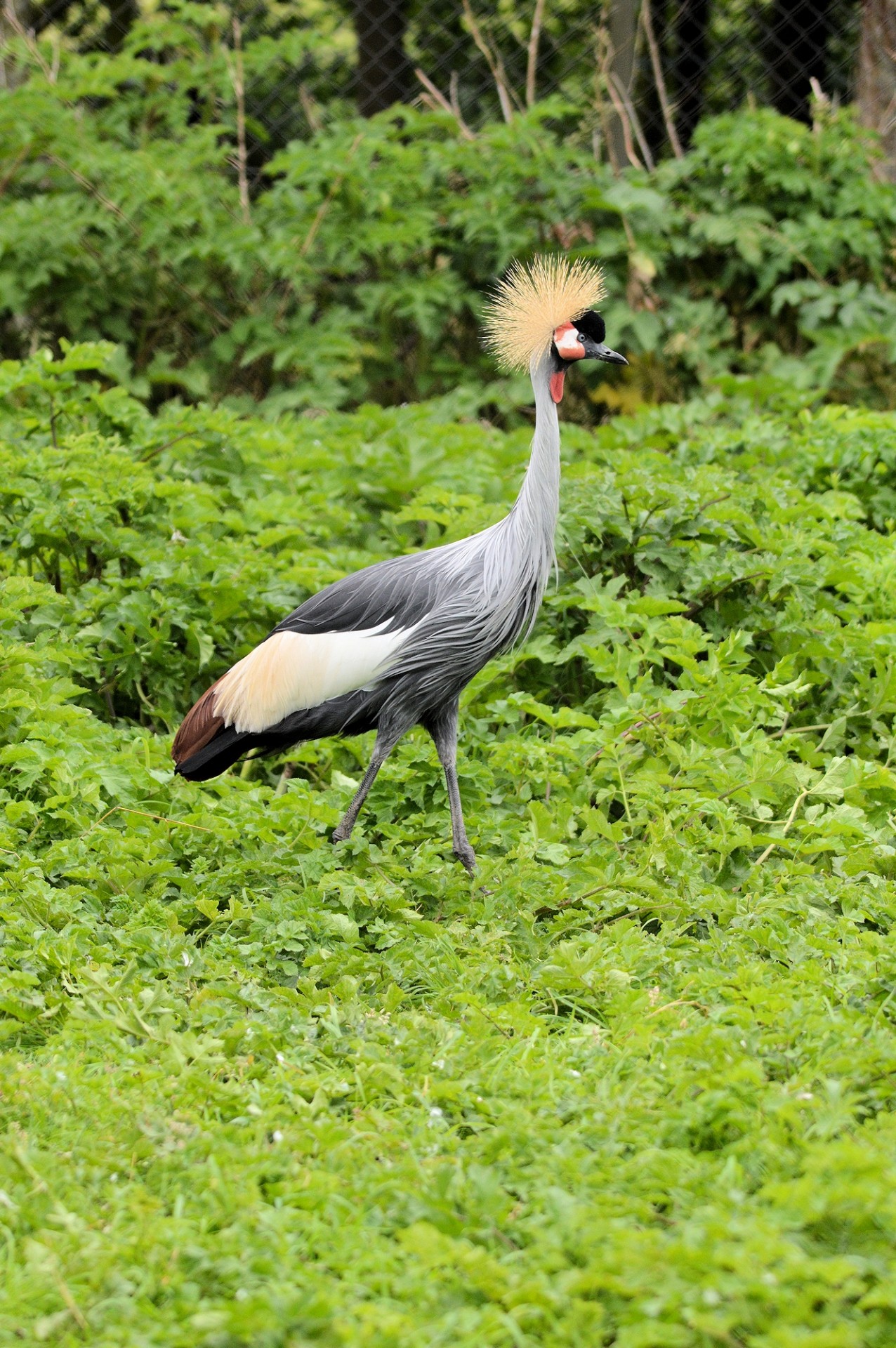 crane bird crowned free photo