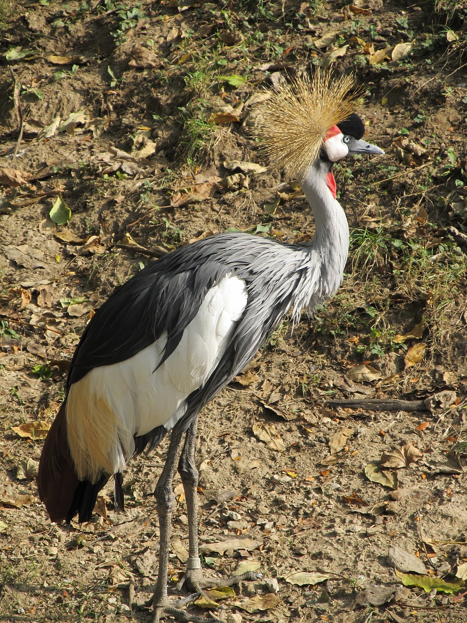 crowned crane close up bird free photo