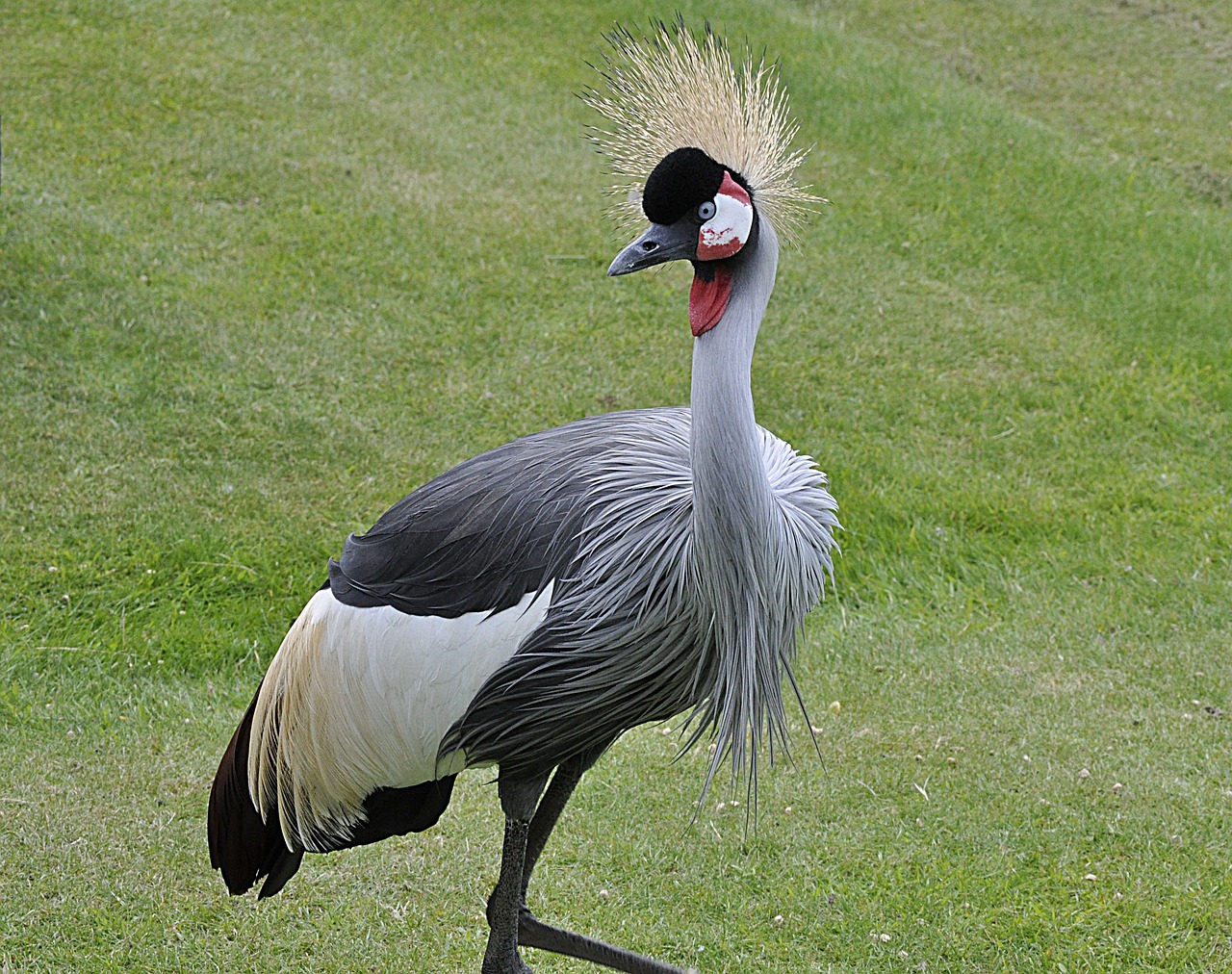 crowned crane bird norfolk free photo