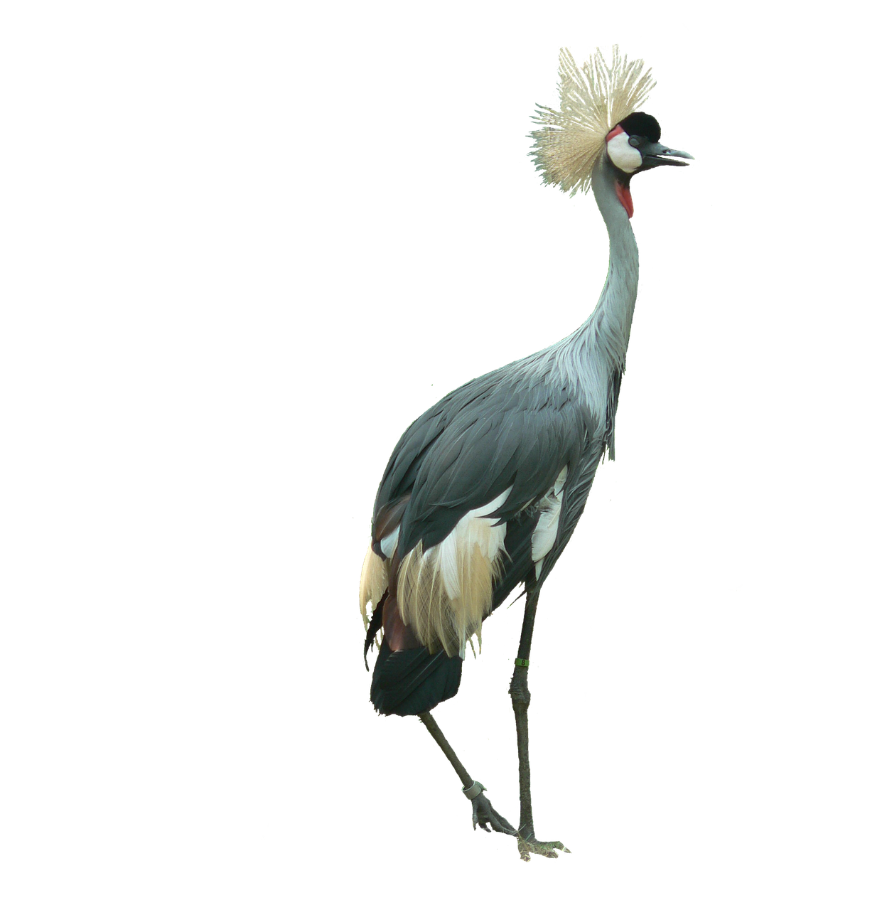 crowned crane bird cutout free photo