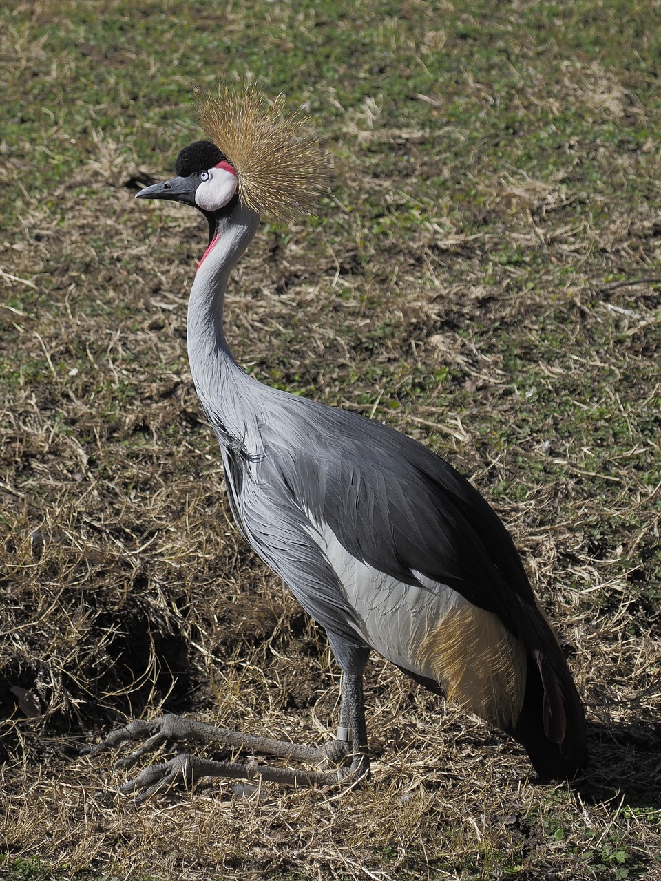 crowned crane  zoo  bird free photo