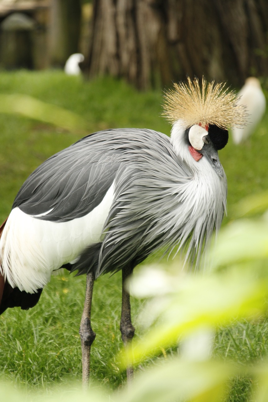 crowned crane crane bird free photo