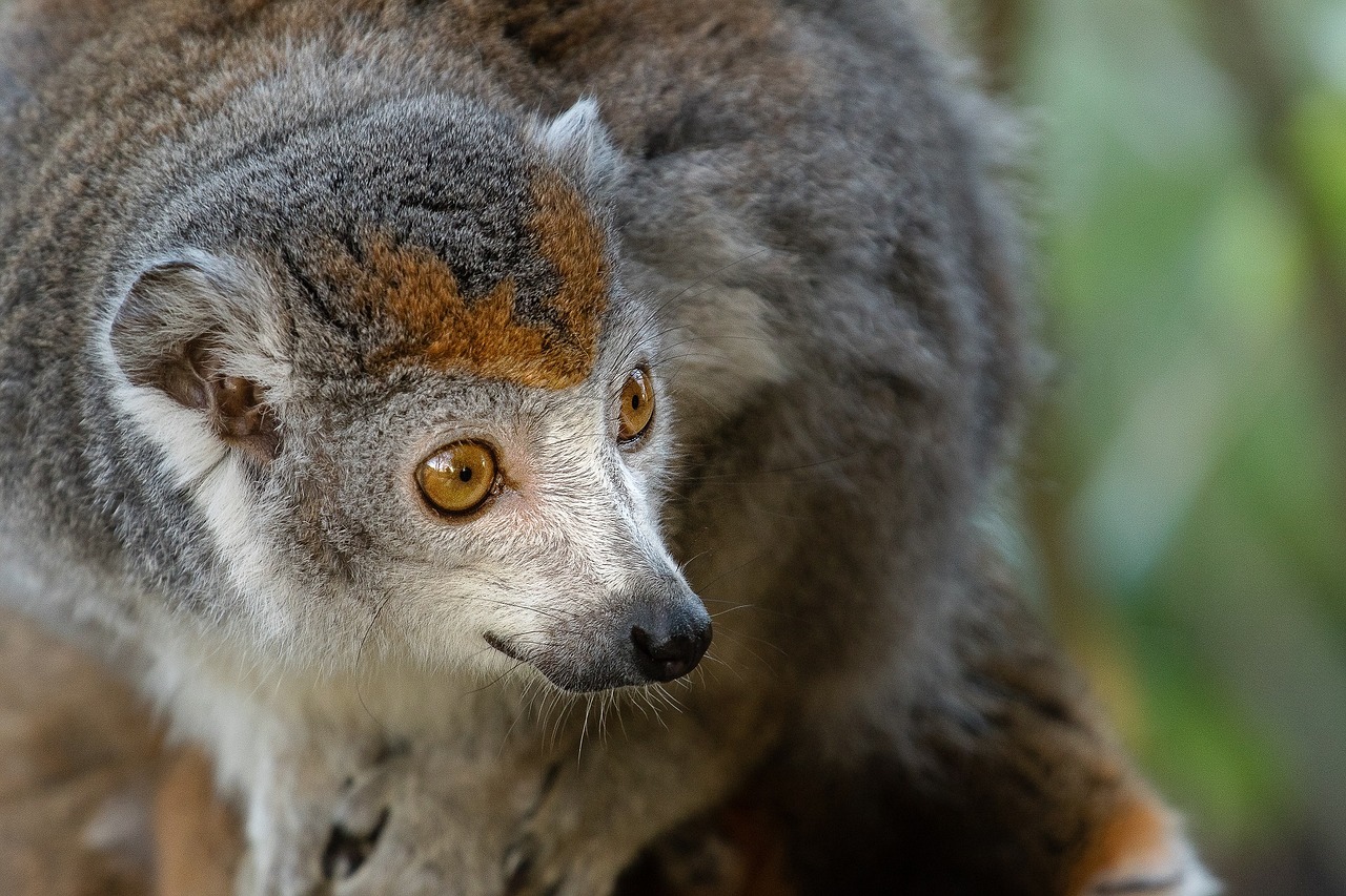 crowned lemur portrait looking free photo