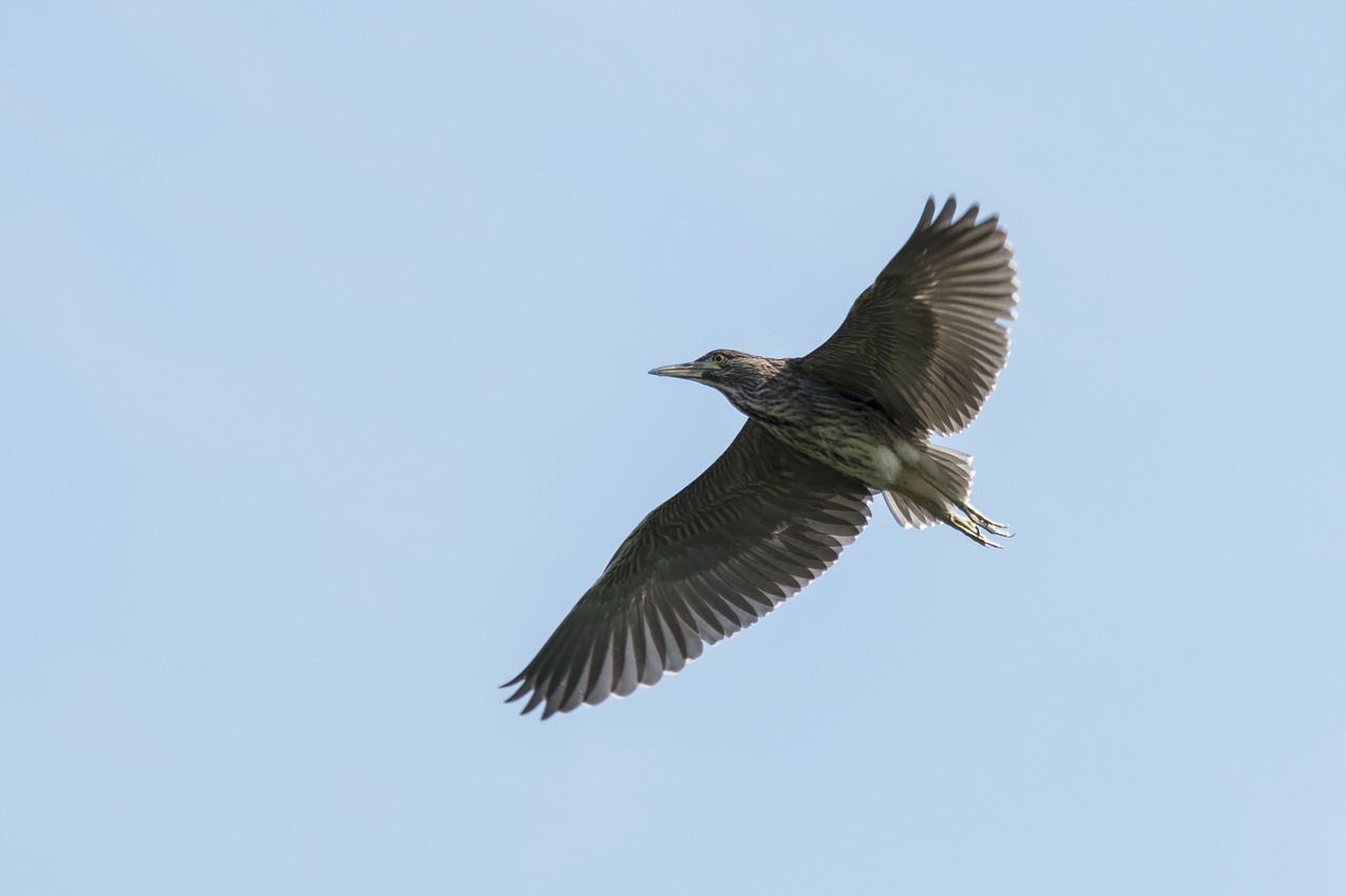 crowned night-heron sub-adult birds  soar through the skies  daan forest park free photo