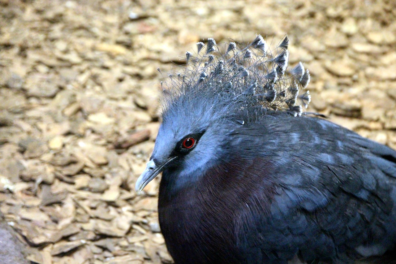 crowned pigeon goura victoria bird free photo