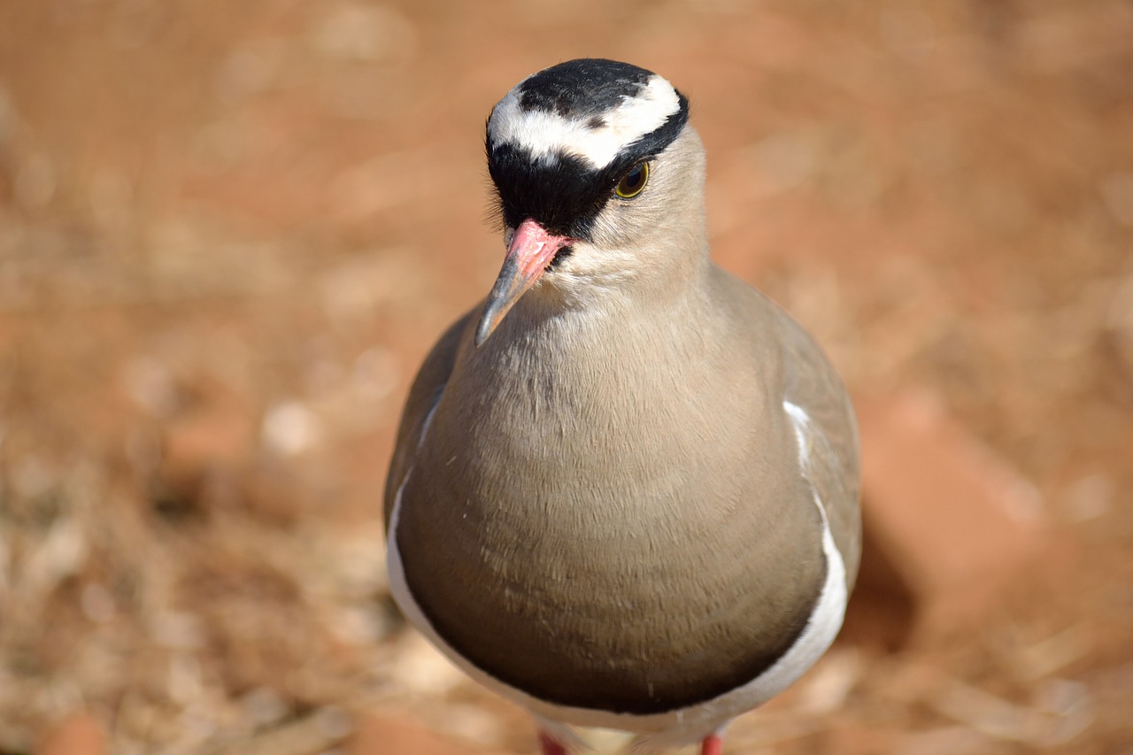 crowned plover bird rietvlei nature reserve free photo