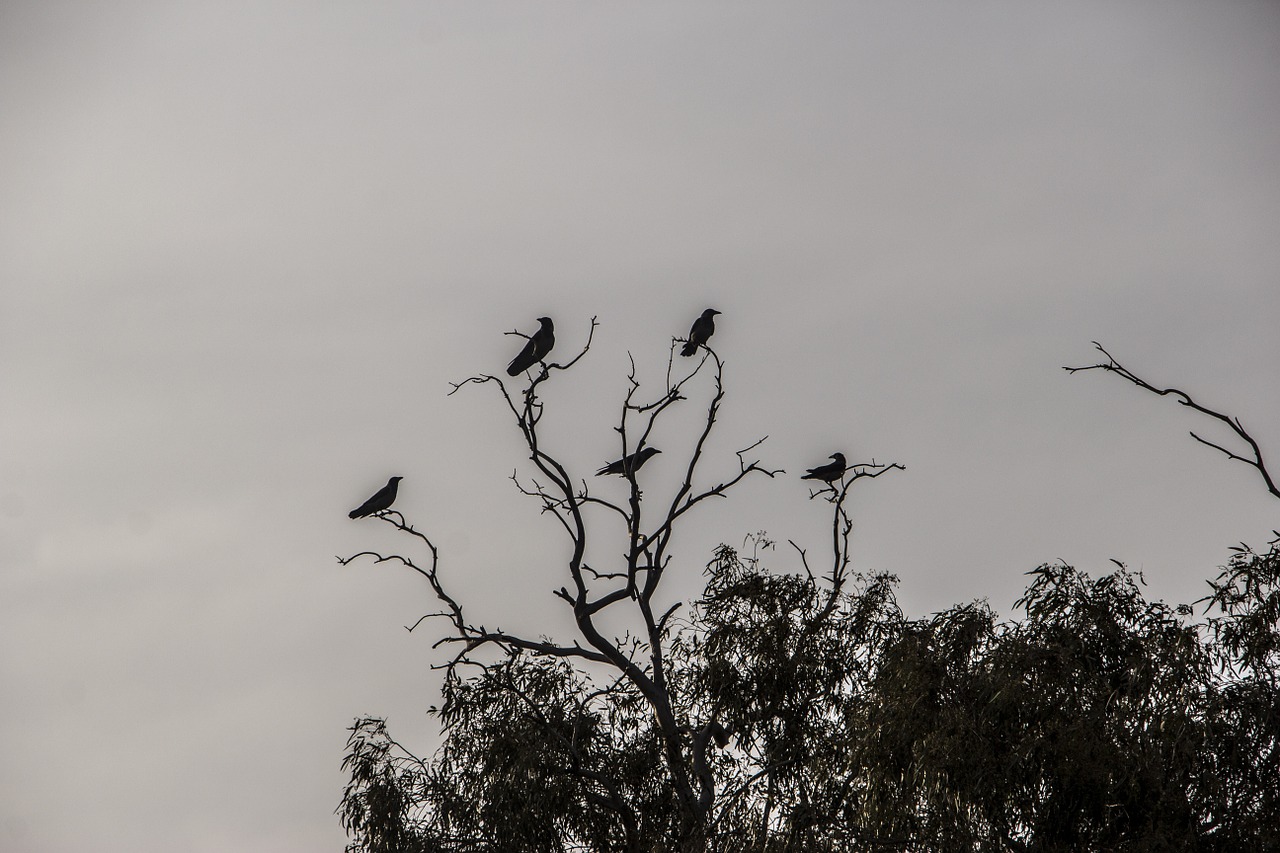 crows dark tree free photo
