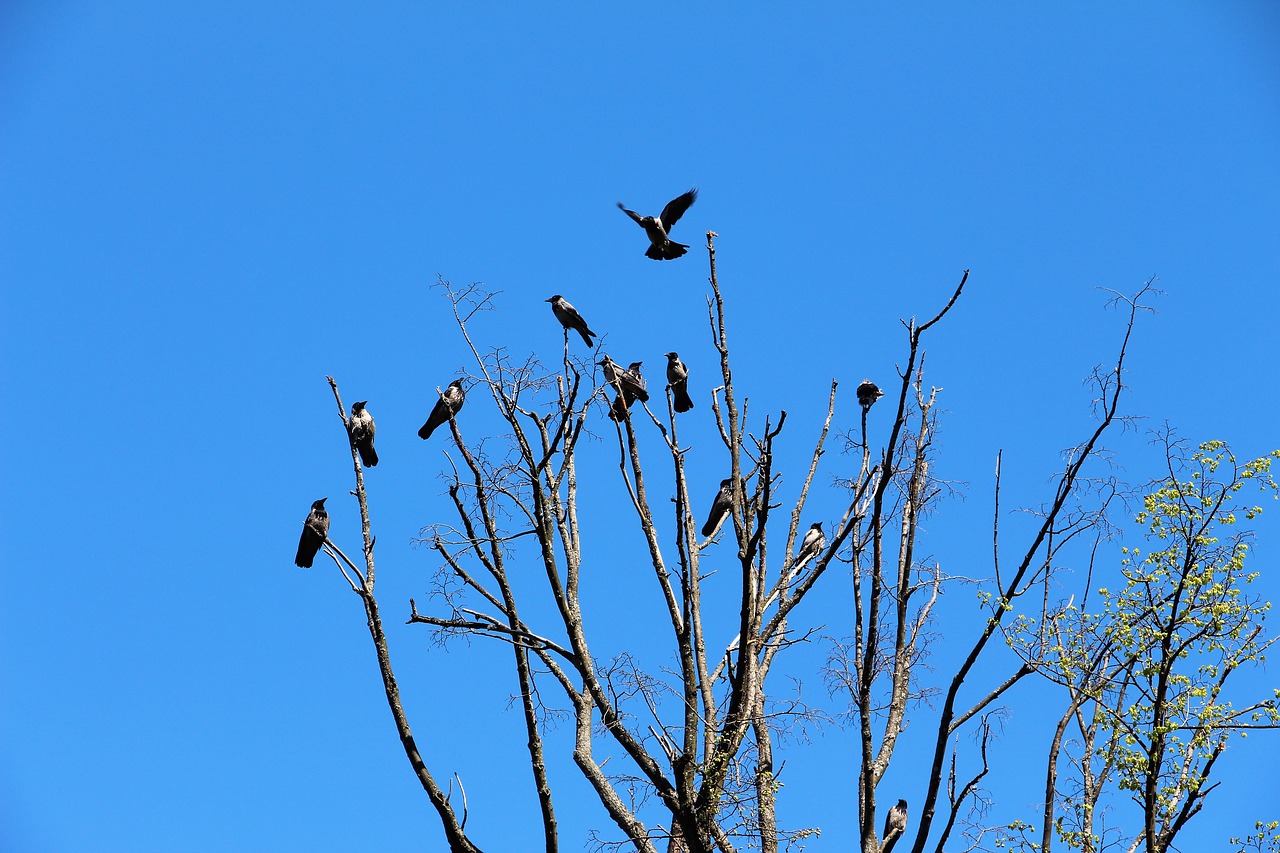 crows raven nature free photo