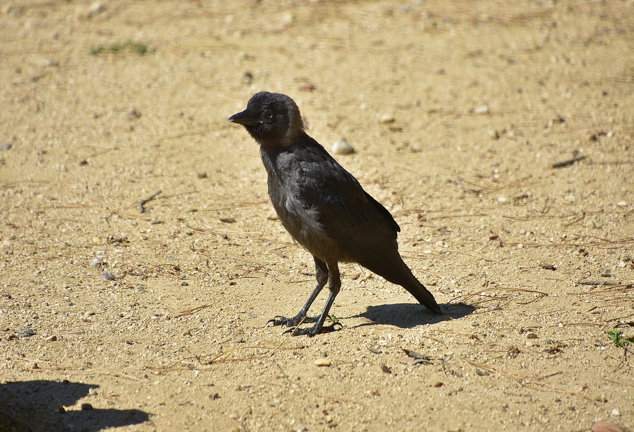 crows  rook  black free photo