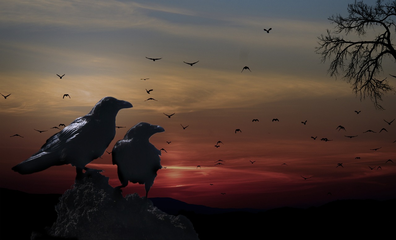 crows birds sunset free photo