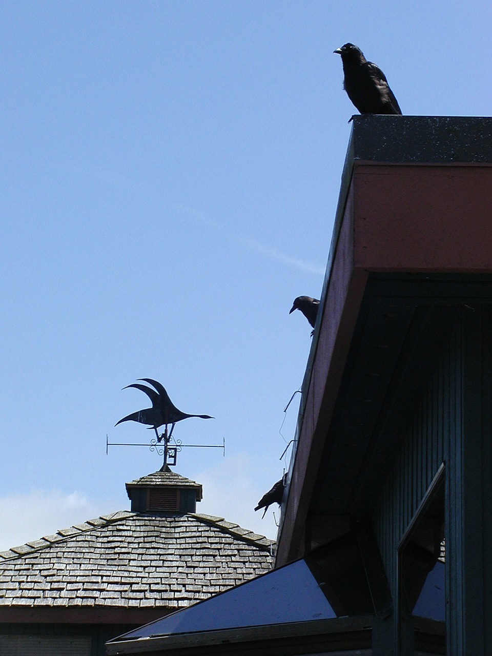 crows roof building free photo