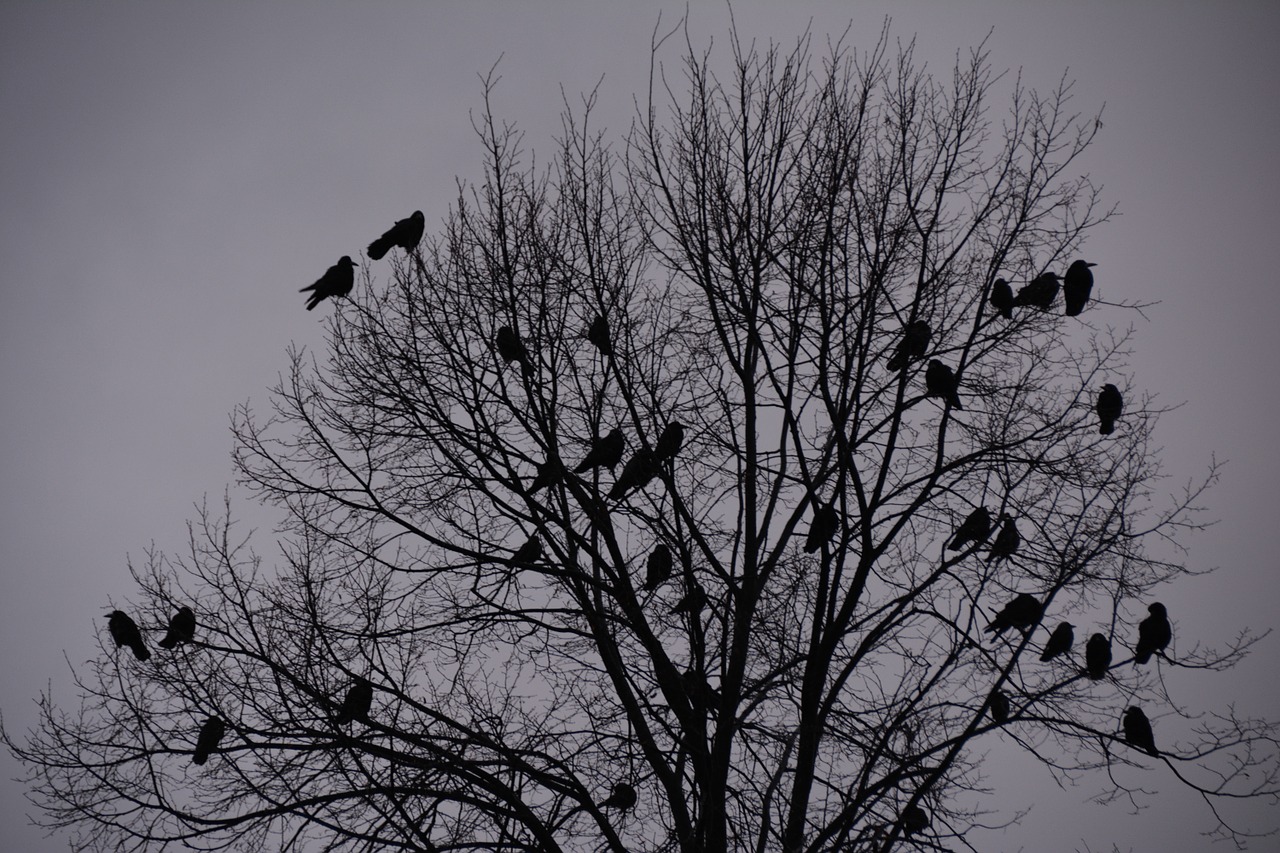 crows birds rook bird free photo