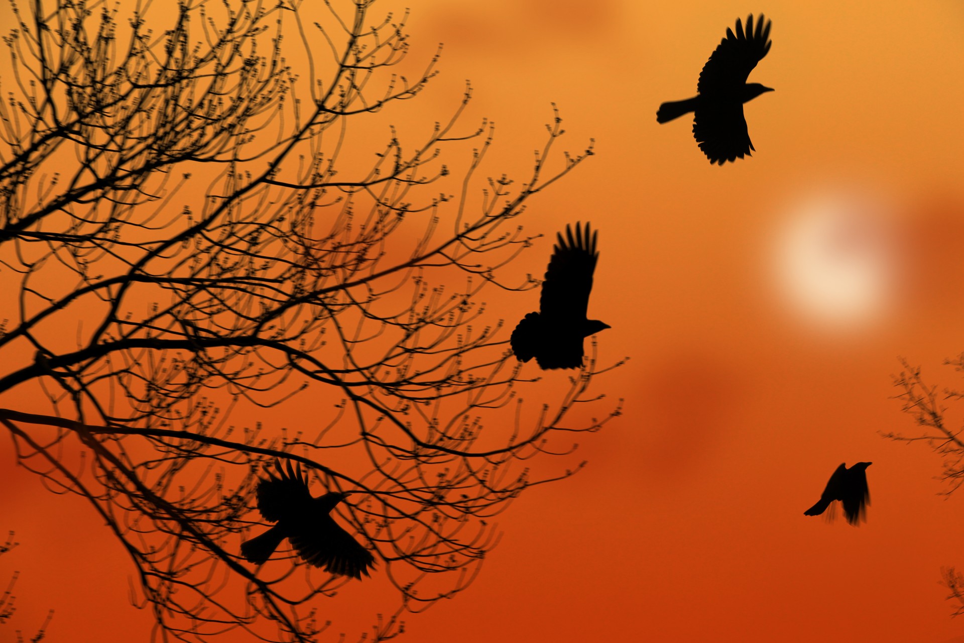birds crows silhouette free photo